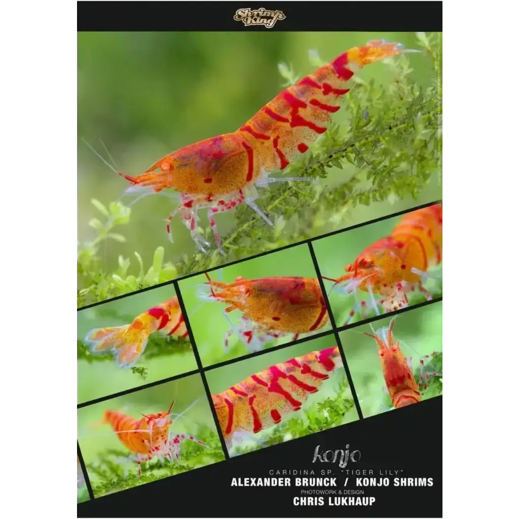 Orange and red tiger lily shrimp.