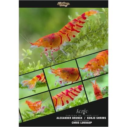 Orange and red tiger lily shrimp.
