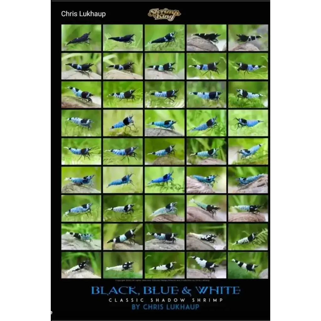 Grid of black, blue, and white shrimp.