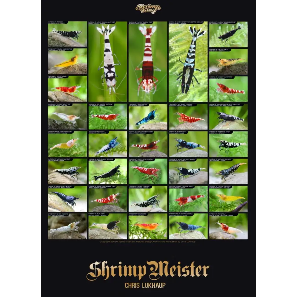 Shrimp variety poster.