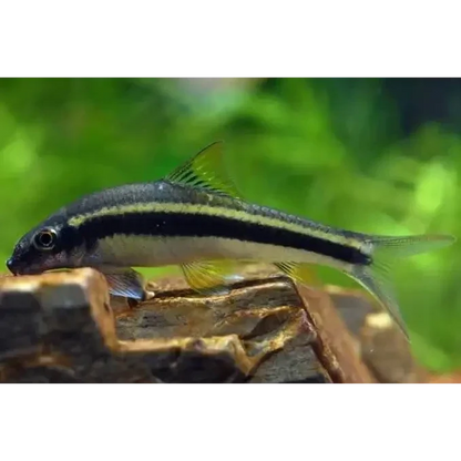 Siamese algae eater fish.
