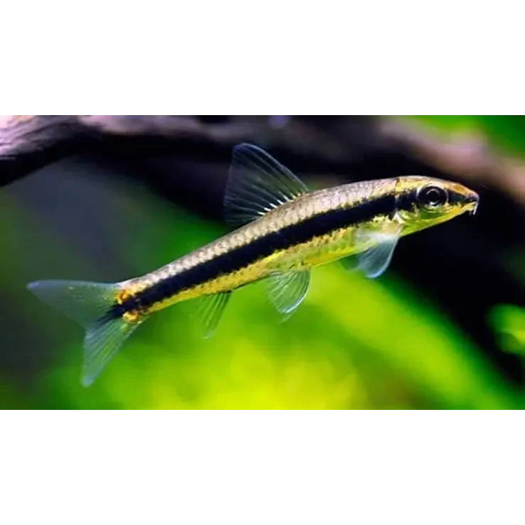 Siamese algae eater fish.
