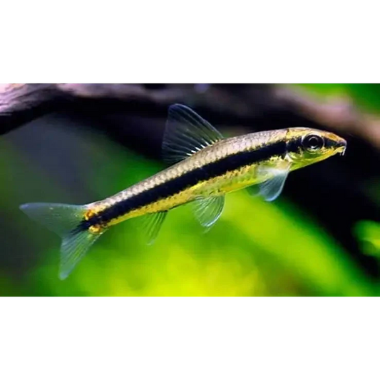 Siamese algae eater fish.
