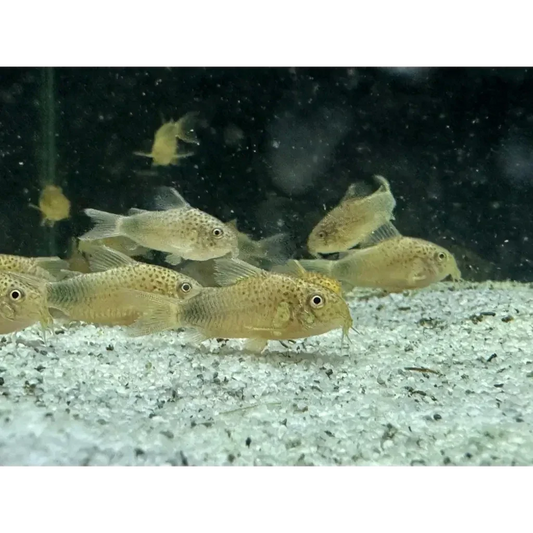 School of Corydoras catfish.