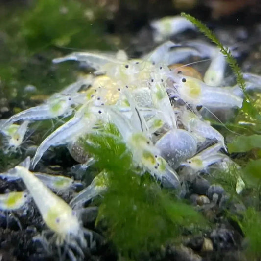 Cluster of translucent shrimp.