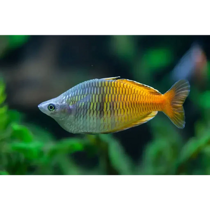 Colorful rainbowfish with scales.