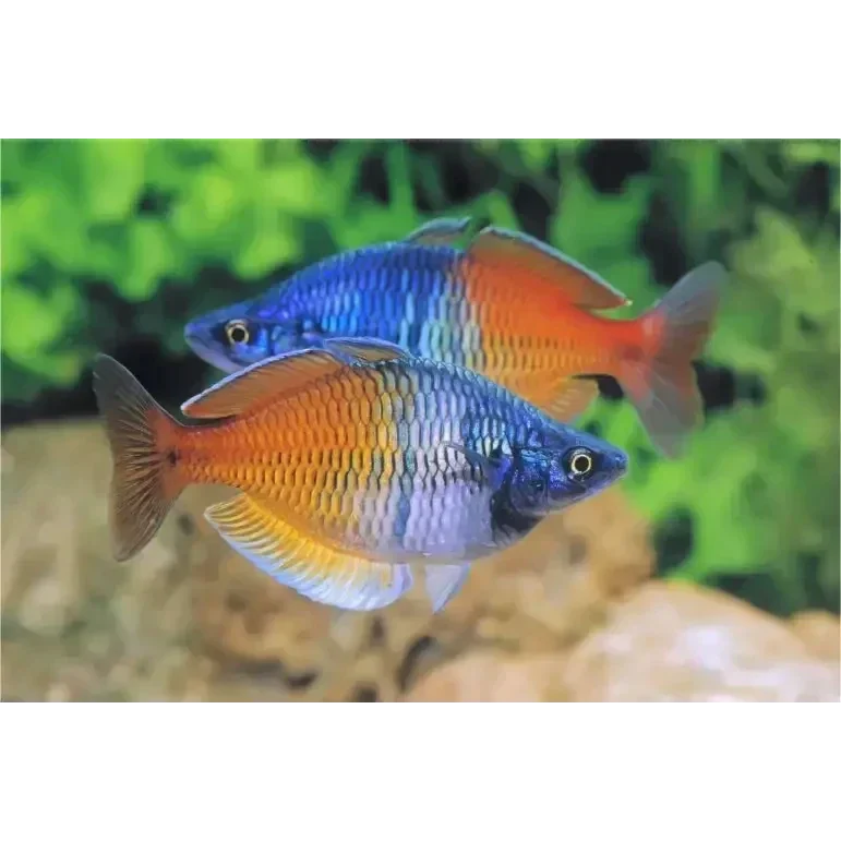 Two colorful rainbowfish.
