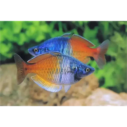 Two colorful rainbowfish.
