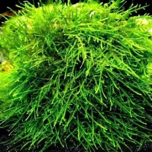 Lush green java moss.