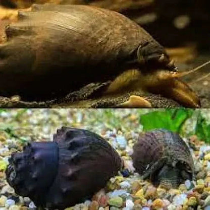 Aquatic snails with textured shells.