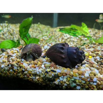 Two aquarium snails.