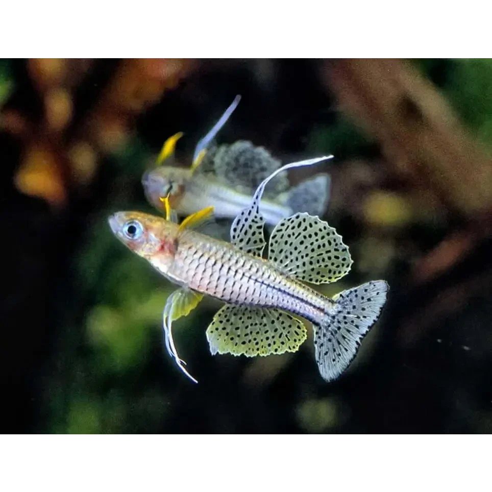 Pair of ornate fish.