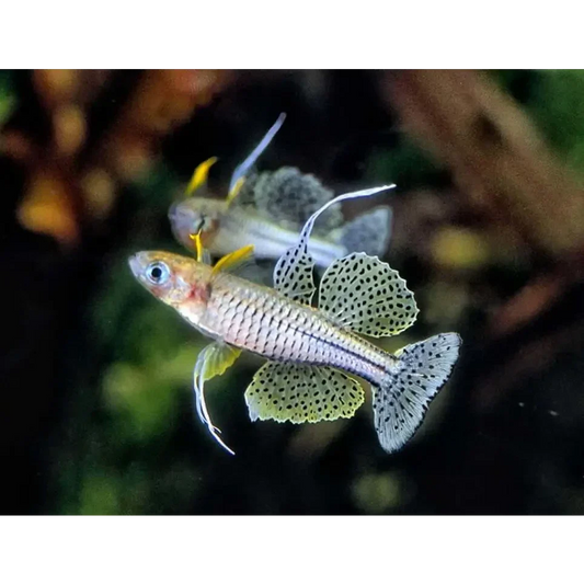 Pair of ornate fish.
