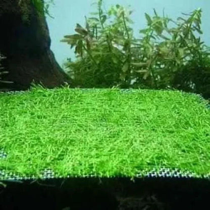 Aquatic plant mat.
