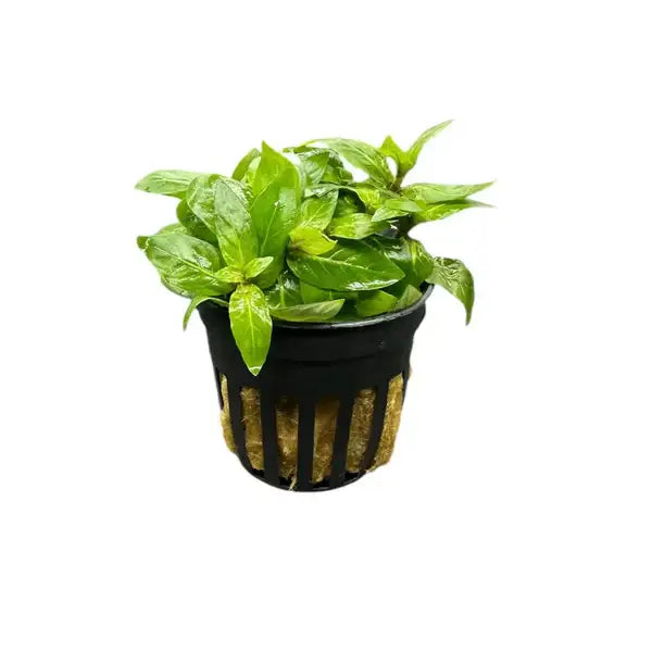 A lush, vibrant green aquatic plant with glossy leaves nestled in a black plastic netted pot.
