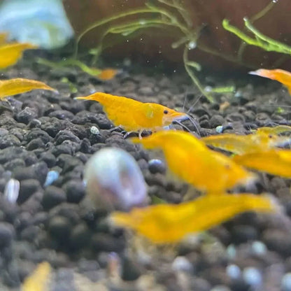 Vibrant yellow shrimp.