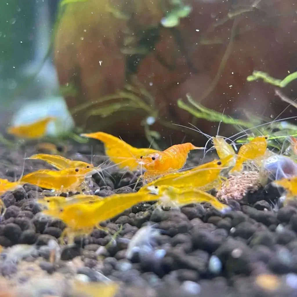 Golden yellow shrimp cluster.