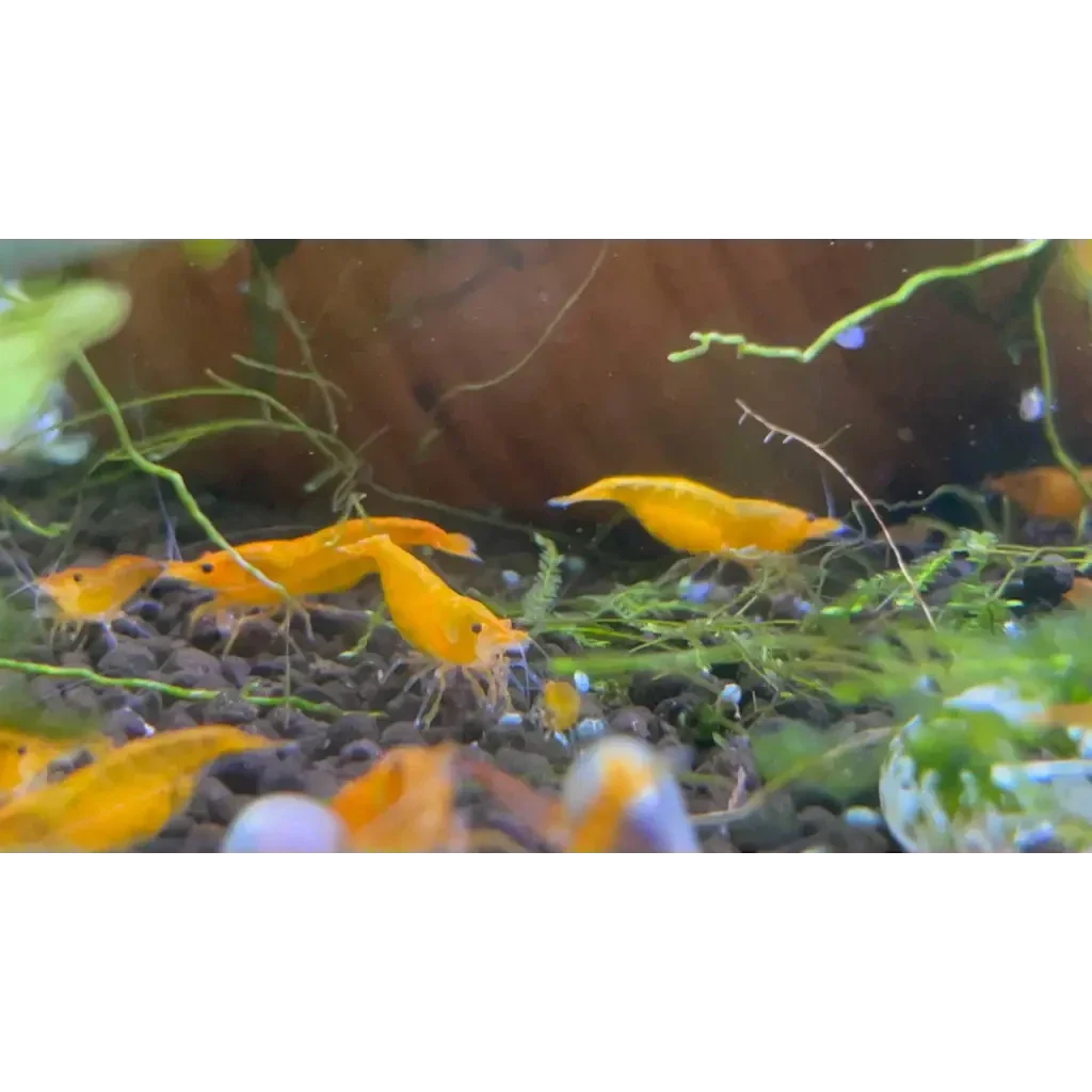 Vibrant yellow shrimp.