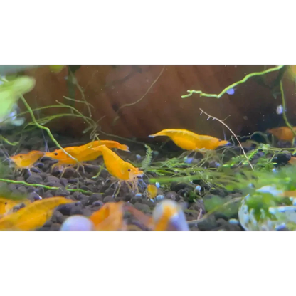 Vibrant yellow shrimp.