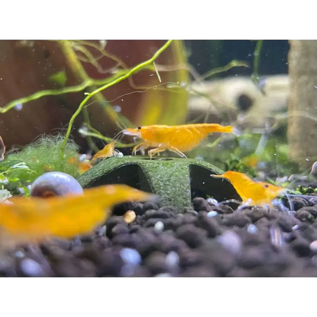 Vibrant orange shrimp.
