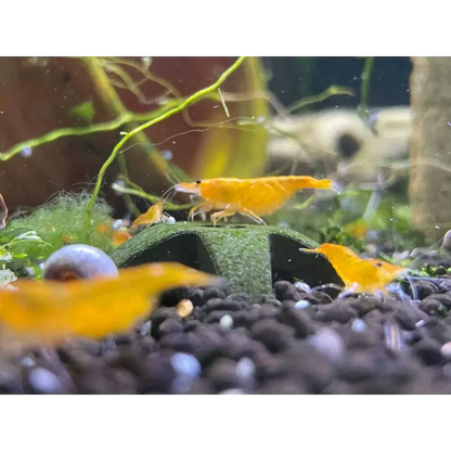 Vibrant orange shrimp.