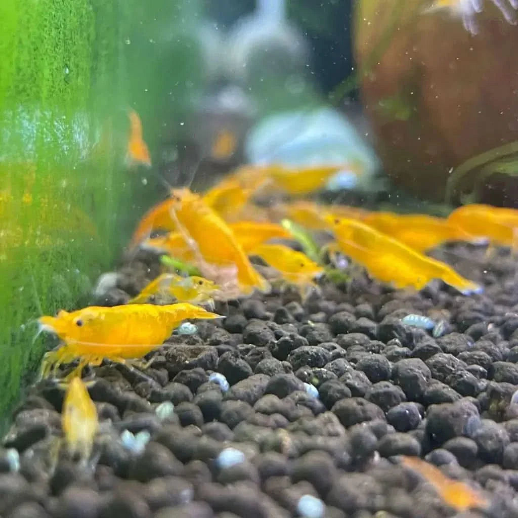 Vibrant yellow shrimp cluster.