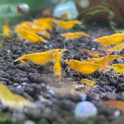 Golden yellow shrimp.