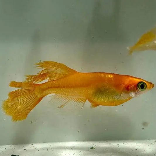 A long-finned golden Medaka ricefish.