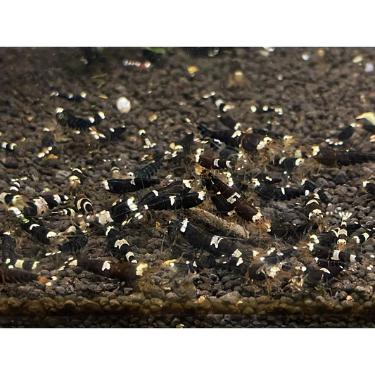 A large group of black and white striped freshwater aquarium shrimp.