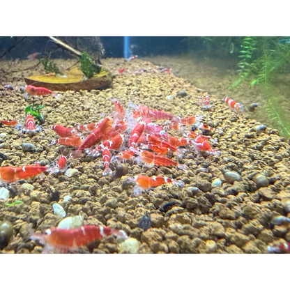 A group of red and white striped freshwater shrimp.