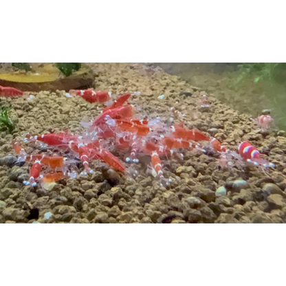 A group of red and white striped aquarium shrimp.