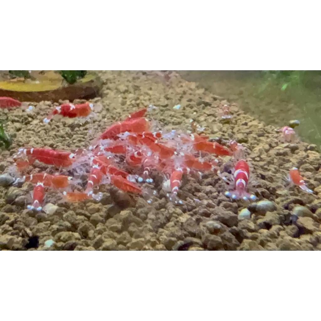 A swarm of red and white shrimp on a substrate.