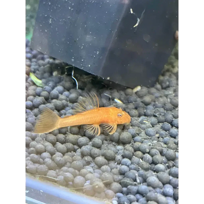 Orange bristlenose pleco.