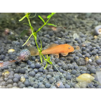 Orange bristlenose pleco.