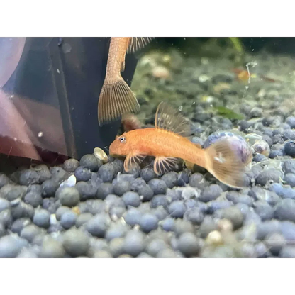 Orange bristlenose pleco.