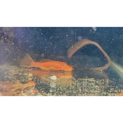 Aquarium with orange fish and eel.