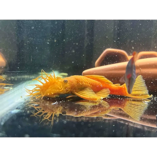 Orange bristlenose pleco.