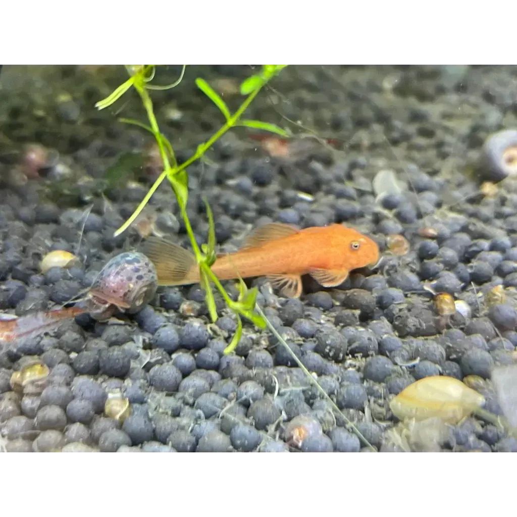 Orange bristlenose pleco.