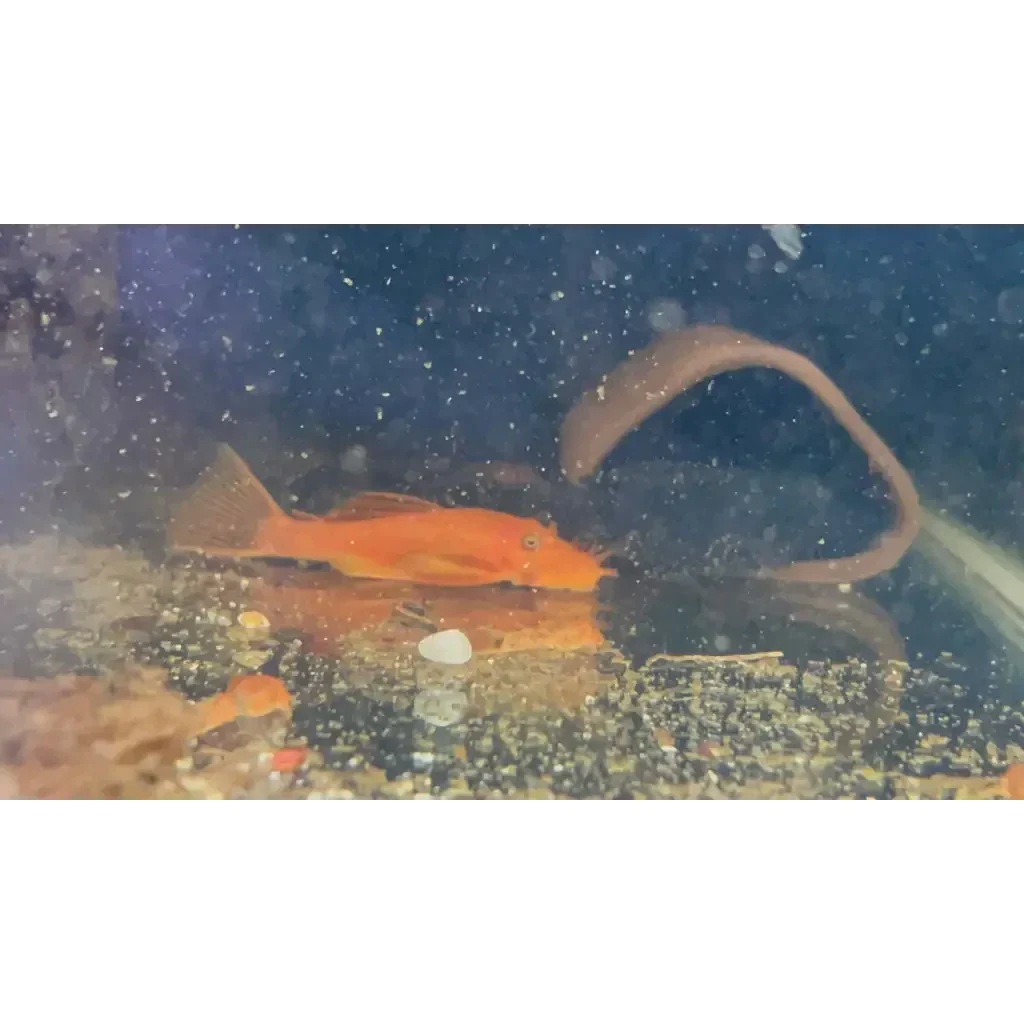 Aquarium with orange fish and eel.