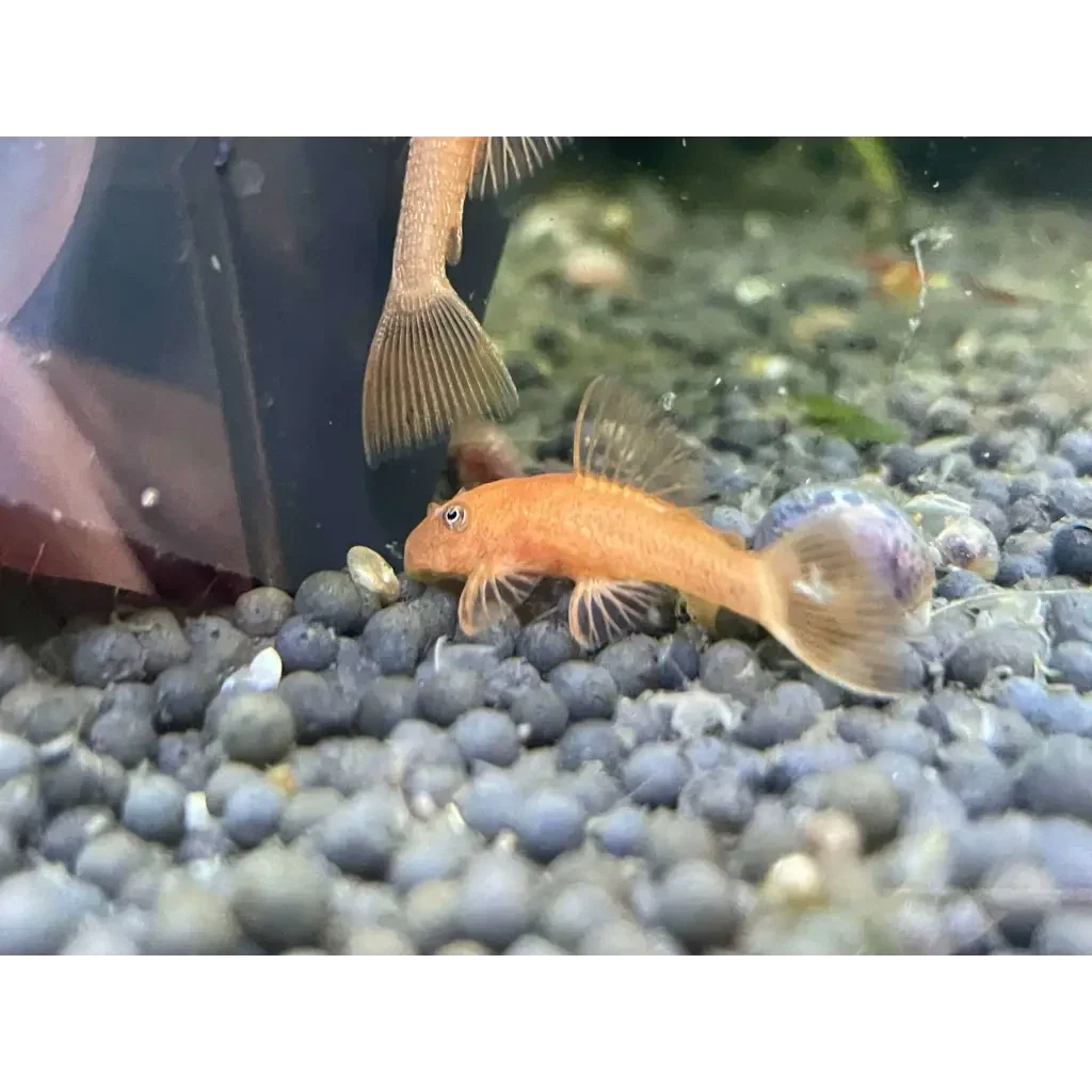 Orange bristlenose pleco.