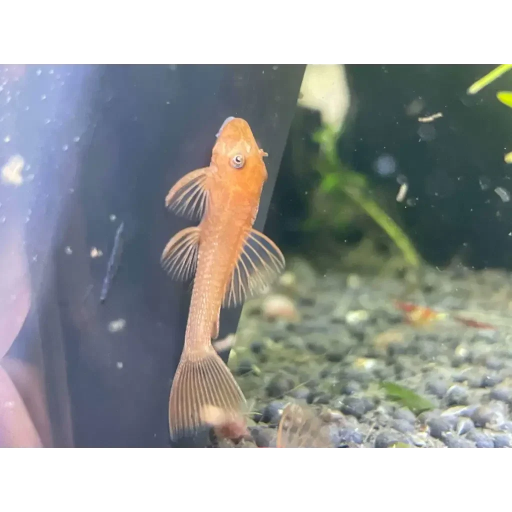 Orange bristlenose pleco.