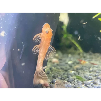 Orange bristlenose pleco.