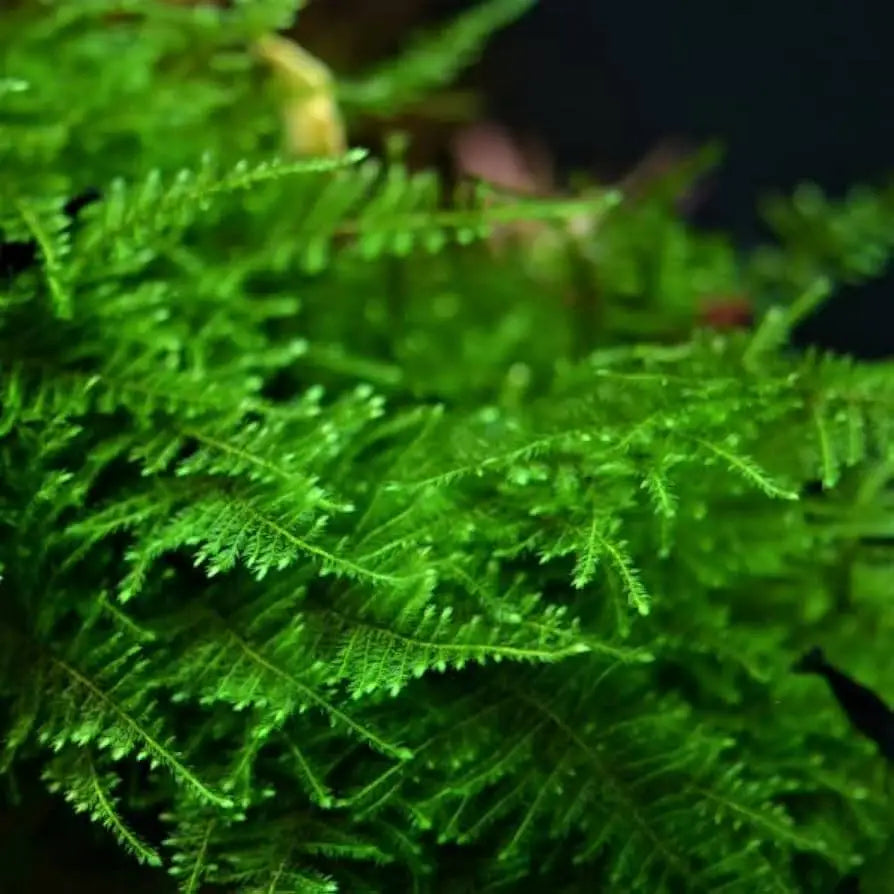 Lush green aquatic moss.