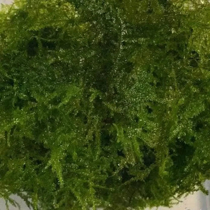 Dense green aquatic moss.