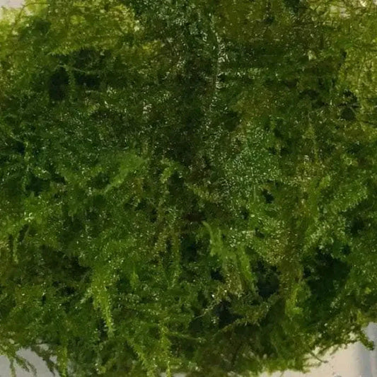 Taiwan Moss Mini