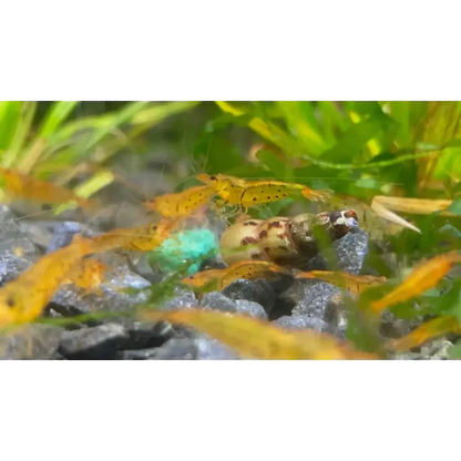 Golden yellow shrimp swarm.