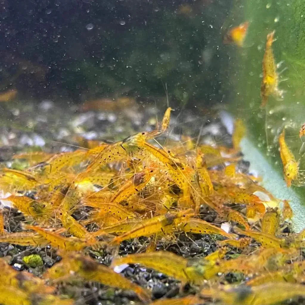Cluster of golden yellow shrimp.