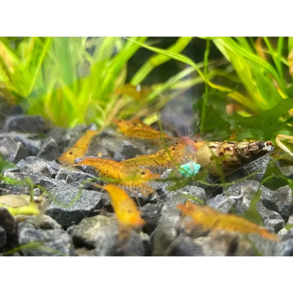 Orange aquarium shrimp.