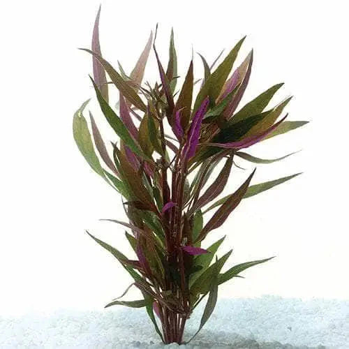 TELANTHERA