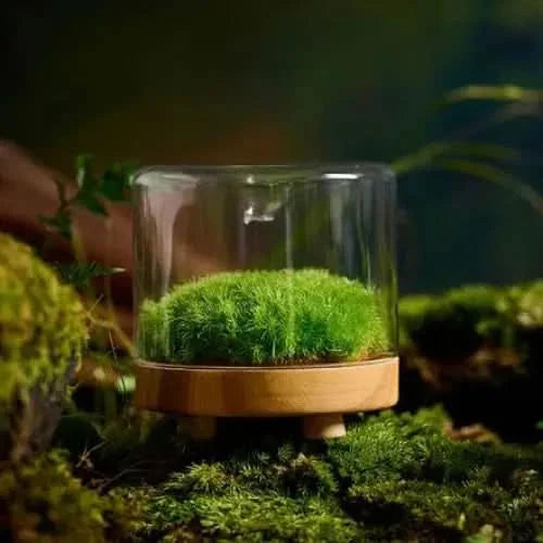 Moss terrarium with a clear glass dome.